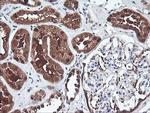 PSMB7 Antibody in Immunohistochemistry (Paraffin) (IHC (P))