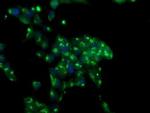 MIF4GD Antibody in Immunocytochemistry (ICC/IF)