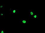 LIM1 Monoclonal Antibody (OTI2A4)