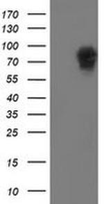 LRRC50 Monoclonal Antibody (OTI2C4)