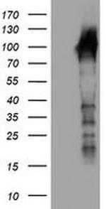 LRRC50 Antibody in Western Blot (WB)