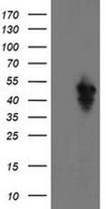 SERPINE2 Monoclonal Antibody (OTI4E4)