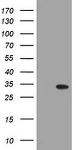 NANP Antibody in Western Blot (WB)