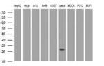 NANP Antibody in Western Blot (WB)