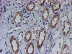 SPATC1L Antibody in Immunohistochemistry (Paraffin) (IHC (P))