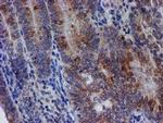 SPATC1L Antibody in Immunohistochemistry (Paraffin) (IHC (P))