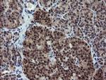 RYBP Antibody in Immunohistochemistry (Paraffin) (IHC (P))