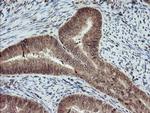 RYBP Antibody in Immunohistochemistry (Paraffin) (IHC (P))