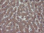 RYBP Antibody in Immunohistochemistry (Paraffin) (IHC (P))