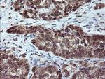 RYBP Antibody in Immunohistochemistry (Paraffin) (IHC (P))