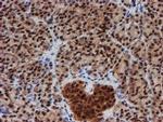 CRYZL1 Antibody in Immunohistochemistry (Paraffin) (IHC (P))