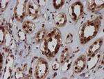 CRYZL1 Antibody in Immunohistochemistry (Paraffin) (IHC (P))