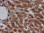 CRYZL1 Antibody in Immunohistochemistry (Paraffin) (IHC (P))