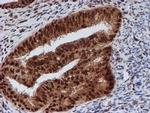 CRYZL1 Antibody in Immunohistochemistry (Paraffin) (IHC (P))
