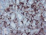 Fetuin A Antibody in Immunohistochemistry (Paraffin) (IHC (P))