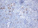 SRPRB Monoclonal Antibody (OTI2B9)