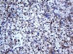 SELENBP1 Antibody in Immunohistochemistry (Paraffin) (IHC (P))