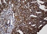 SCFD1 Antibody in Immunohistochemistry (Paraffin) (IHC (P))