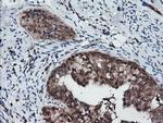 RFPL3 Antibody in Immunohistochemistry (Paraffin) (IHC (P))