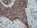 RFPL3 Antibody in Immunohistochemistry (Paraffin) (IHC (P))