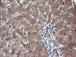 RFPL3 Antibody in Immunohistochemistry (Paraffin) (IHC (P))