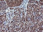 RFPL3 Antibody in Immunohistochemistry (Paraffin) (IHC (P))