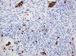 CNKSR3 Antibody in Immunohistochemistry (Paraffin) (IHC (P))