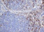 SELENBP1 Antibody in Immunohistochemistry (Paraffin) (IHC (P))