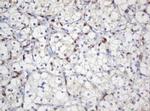 SELENBP1 Antibody in Immunohistochemistry (Paraffin) (IHC (P))