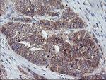 CRYZL1 Antibody in Immunohistochemistry (Paraffin) (IHC (P))
