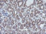 CRYZL1 Antibody in Immunohistochemistry (Paraffin) (IHC (P))