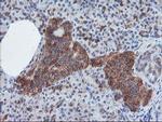 CRYZL1 Antibody in Immunohistochemistry (Paraffin) (IHC (P))