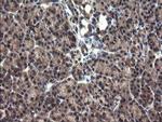 CRYZL1 Antibody in Immunohistochemistry (Paraffin) (IHC (P))