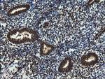 MPI Antibody in Immunohistochemistry (Paraffin) (IHC (P))