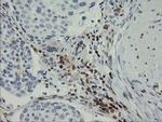 GIMAP4 Antibody in Immunohistochemistry (Paraffin) (IHC (P))
