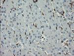 GIMAP4 Antibody in Immunohistochemistry (Paraffin) (IHC (P))