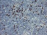 GIMAP4 Antibody in Immunohistochemistry (Paraffin) (IHC (P))