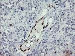 GIMAP4 Antibody in Immunohistochemistry (Paraffin) (IHC (P))