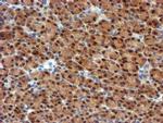 MPI Antibody in Immunohistochemistry (Paraffin) (IHC (P))
