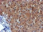 MPI Antibody in Immunohistochemistry (Paraffin) (IHC (P))