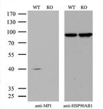 MPI Antibody in Western Blot (WB)