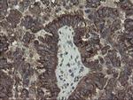 ACBD3 Antibody in Immunohistochemistry (Paraffin) (IHC (P))