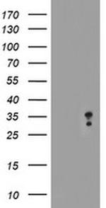 MLF2 Antibody in Western Blot (WB)