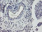 PPIL6 Antibody in Immunohistochemistry (Paraffin) (IHC (P))
