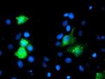 GIMAP4 Antibody in Immunocytochemistry (ICC/IF)