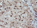 GIMAP4 Antibody in Immunohistochemistry (Paraffin) (IHC (P))