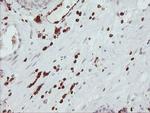GIMAP4 Antibody in Immunohistochemistry (Paraffin) (IHC (P))