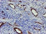 GIMAP4 Antibody in Immunohistochemistry (Paraffin) (IHC (P))