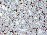 GIMAP4 Antibody in Immunohistochemistry (Paraffin) (IHC (P))
