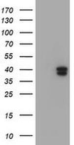 GIMAP4 Antibody in Western Blot (WB)